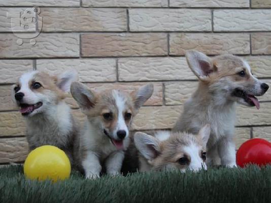 Κουτάβια Welsh Corgi Pembroke